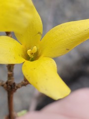 Forsythia koreana