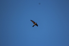 Aerodramus spodiopygius townsendi