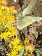 Colias nastes