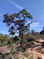 Pinus monophylla