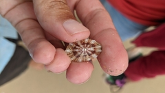 Fissurelloidea