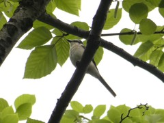 Pericrocotus cantonensis