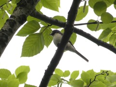 Pericrocotus cantonensis