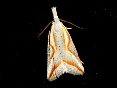 Arotrophora arcuatalis