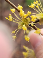 Cornus officinalis