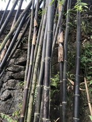 Phyllostachys nigra