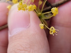 Cornus officinalis