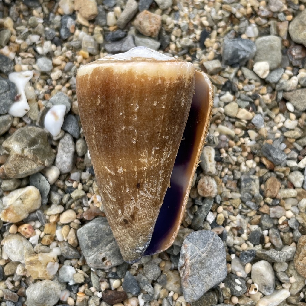 Yellow Pacific cone