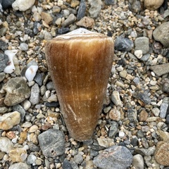 Conus flavidus