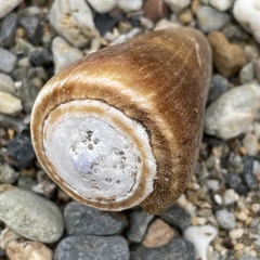 Conus flavidus