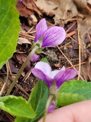 Viola mandshurica