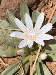 Lewisia brachycalyx