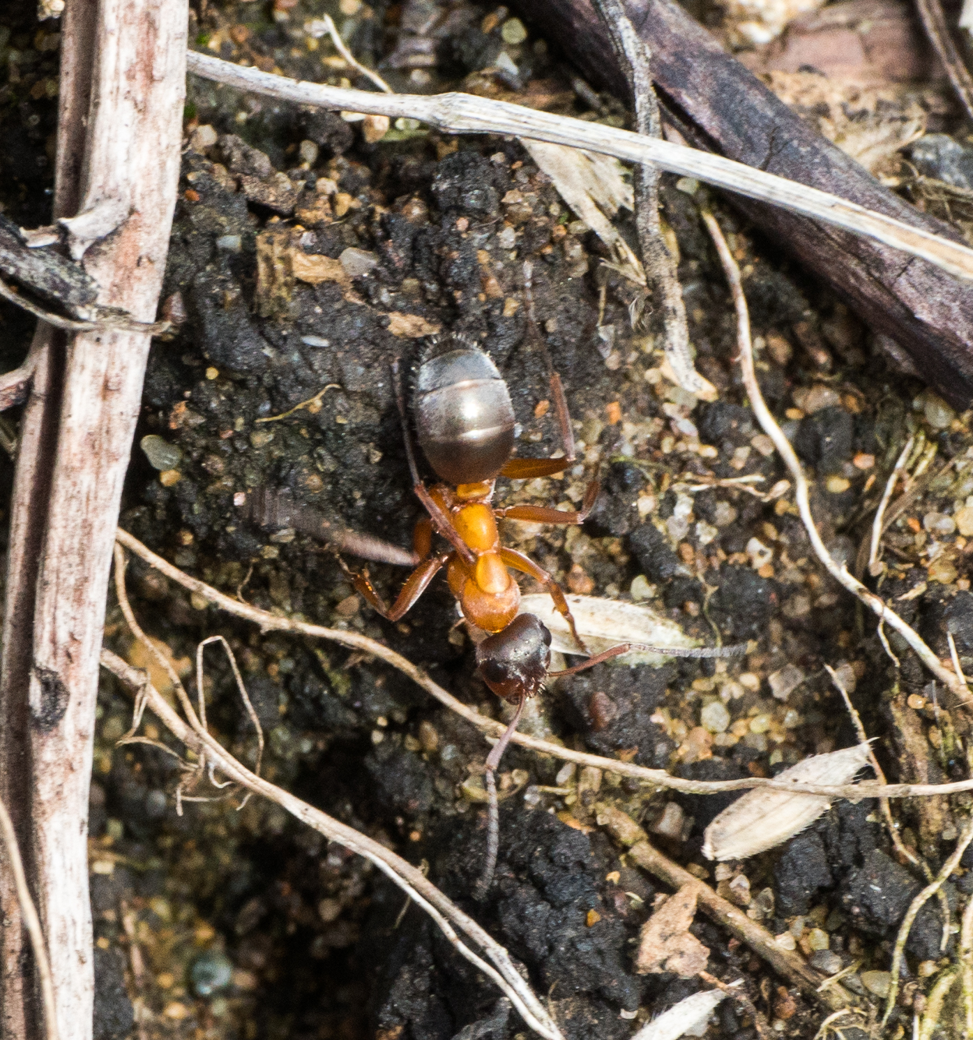 Formica transmontanis