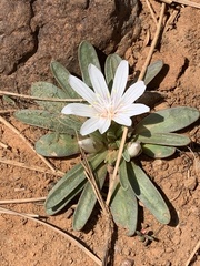 Lewisia brachycalyx