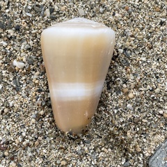 Conus flavidus