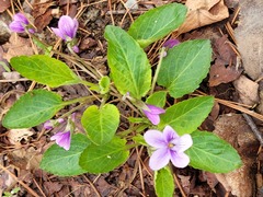 Viola mandshurica