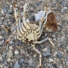 Panulirus penicillatus