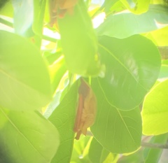 Myotis formosus flavus