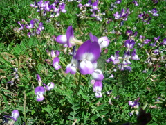 Astragalus emoryanus