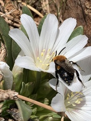Melecta
