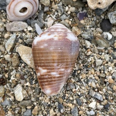 Conus catus