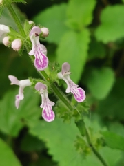Stachys geobombycis