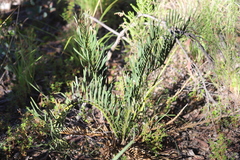Macrozamia polymorpha