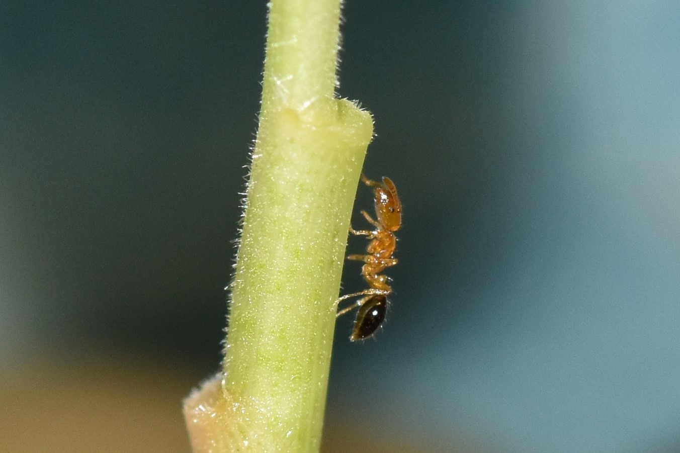 Monomorium intrudens