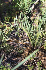 Macrozamia polymorpha