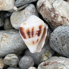 Conus chaldaeus