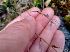 Lepidium sisymbrioides
