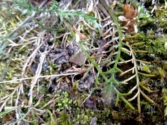 Lepidium sisymbrioides