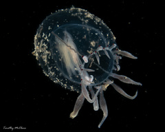 Polyorchis haplus