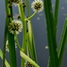 Big Bur-Reed - Photo (c) Hilbert Buist, some rights reserved (CC BY-NC-SA)