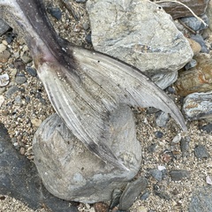 Lagocephalus sceleratus