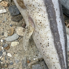 Lagocephalus sceleratus