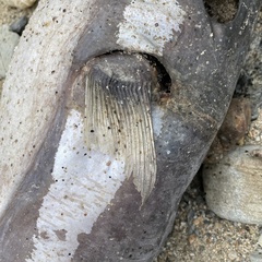 Lagocephalus sceleratus