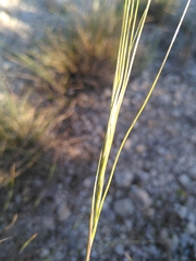 Stipa juncea