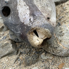 Lagocephalus sceleratus