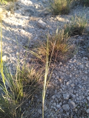 Stipa juncea