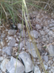 Stipa juncea