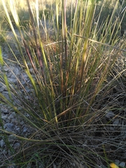 Stipa juncea
