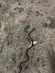 Liotyphlops albirostris