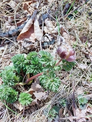 Amur Adonis (Adonis amurensis)