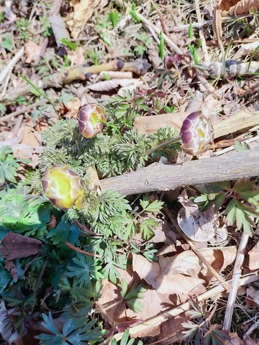 Image of Adonis amurensis by no rights reserved