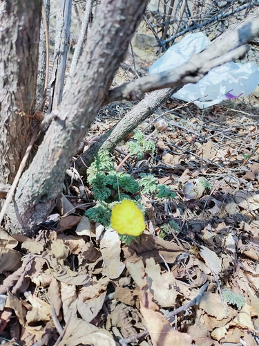 Image of Adonis amurensis by no rights reserved
