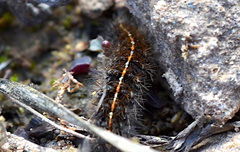 Diacrisia sannio