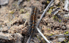 Diacrisia sannio