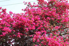 Bougainvillea