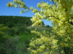 Vachellia rigidula